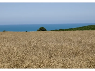 A harvested golden rapeseed field overlooking the blue sea near Pleneuf-Val-Andre, Brittany, with a clear sky and green hill.
