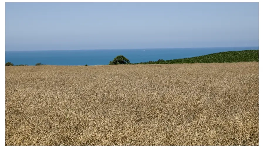 A harvested golden rapeseed field overlooking the blue sea near Pleneuf-Val-Andre, Brittany, with a clear sky and green hill.