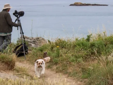 Un observateur équipé d'une longue-vue sur trépied surveille les oiseaux sur un îlot depuis la pointe du Chevet à Saint-Jacut-de-la-Mer, accompagné d'un chien courant sur le sentier.