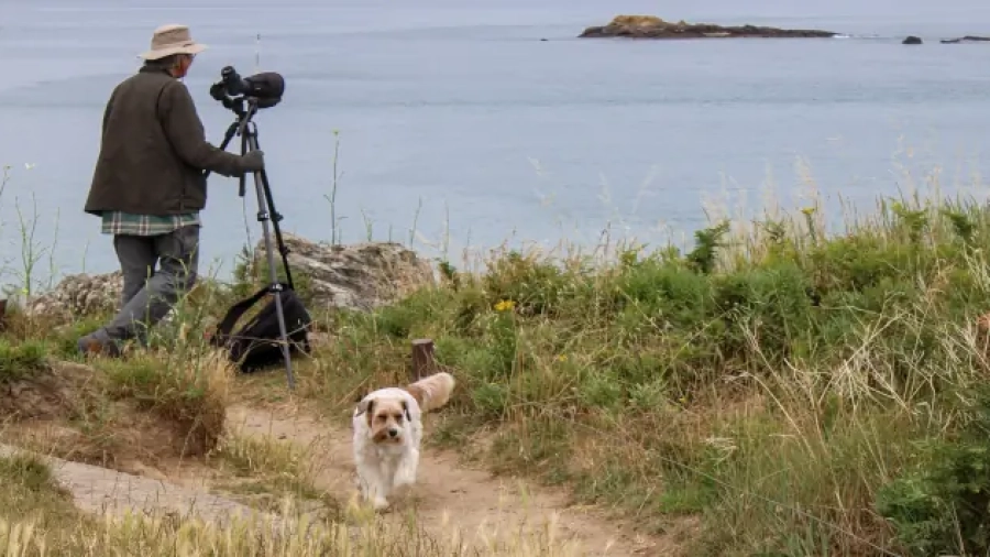 Un observateur équipé d'une longue-vue sur trépied surveille les oiseaux sur un îlot depuis la pointe du Chevet à Saint-Jacut-de-la-Mer, accompagné d'un chien courant sur le sentier.